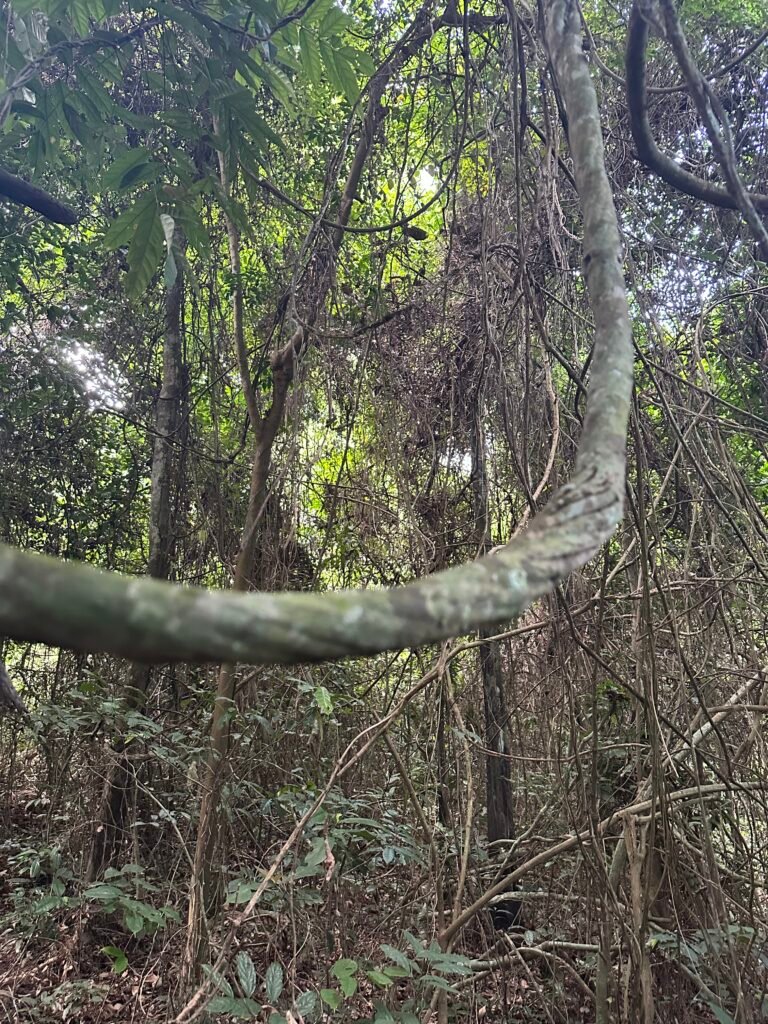 Outreach at the Cape Coast School for the Blind and Kakum National Park canopy walkway – photo 25